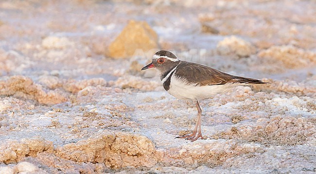 Three-banded Plover (Charadrius tricollaris bifrontatus) in Madagascar. stock-image by Agami/Ian Davies,