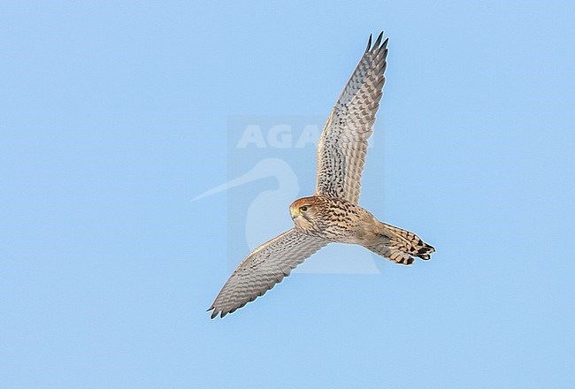 Torenvalk vliegend; Common Kestrel flying stock-image by Agami/Menno van Duijn,