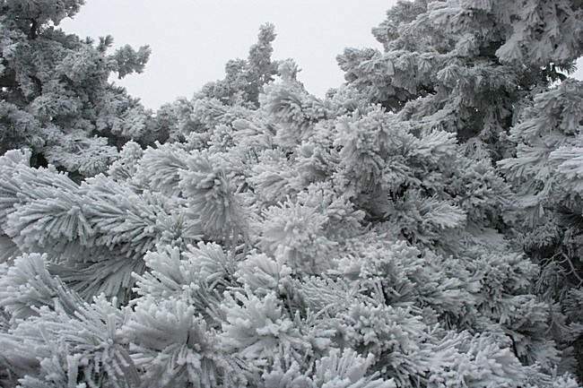 Grove Den in de sneeuw; Scots pine covered with snow stock-image by Agami/Menno van Duijn,