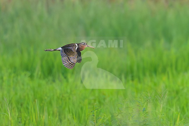 Adult female Greater Painted Snipe (Rostratula benghalensis) in flight in Thailand. stock-image by Agami/Sylvain Reyt,