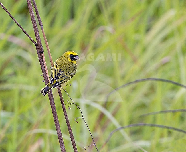 Black-faced Canary (Crithagra capistrata) in Angola. stock-image by Agami/Pete Morris,