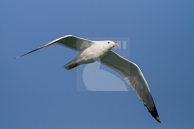 Pontische Meeuw, Caspian Gull, Larus cachinnans, Oman, adult stock-image by Agami/Ralph Martin,