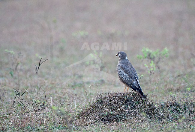 white-eyed buzzard (Butastur teesa) perched on the ground. stock-image by Agami/Marc Guyt,