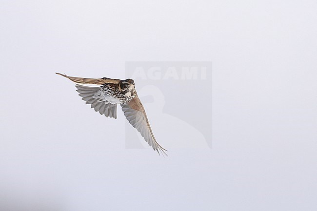 Redwing (Turdus iliacus iliacus) in flight at Rudersdal, Denmark stock-image by Agami/Helge Sorensen,