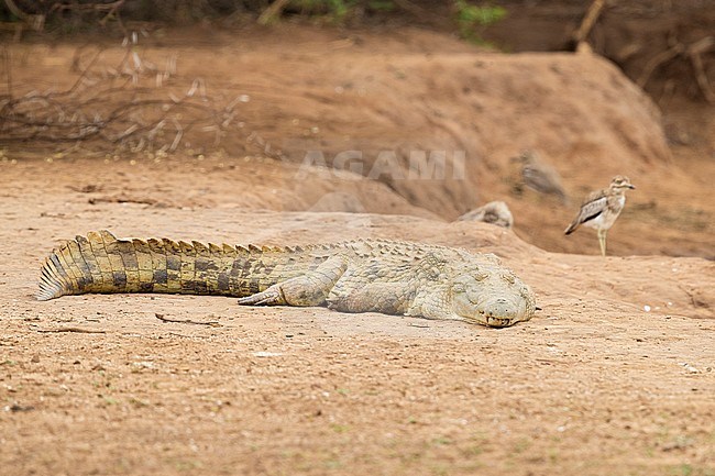 Nile Crocodile (Crocodylus niloticus), individual resting on the ground, Mpumalanga, South Africa stock-image by Agami/Saverio Gatto,