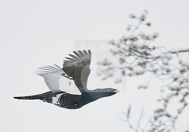 Male Western Capercaillie (Tetrao Urogallus) in flight in snow covered forest near Salla in Finland. stock-image by Agami/Markus Varesvuo,