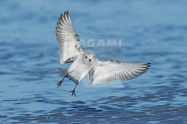 Adult non-breeding
Galveston Co., TX
April 2023 stock-image by Agami/Brian E Small,