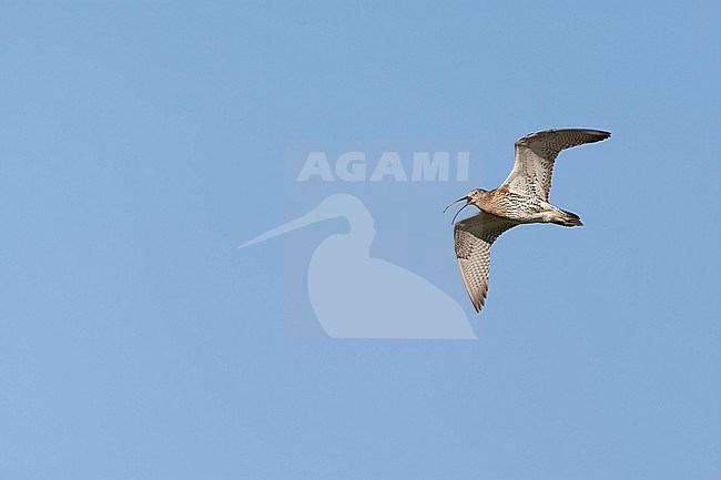 Eurasian Curlew (Numenius arquata) in the Netherlands. stock-image by Agami/Marc Guyt,