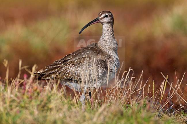 Regenwulp in nat habitat; Eurasian Whimbrel in wet terrain stock-image by Agami/Daniele Occhiato,