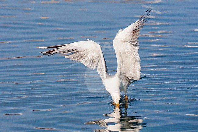 Adult Yellow-legged Gull (Larus michahellis michahellis) catching small fish in the harbour of Molivos on Lesvos, Greece. stock-image by Agami/Marc Guyt,