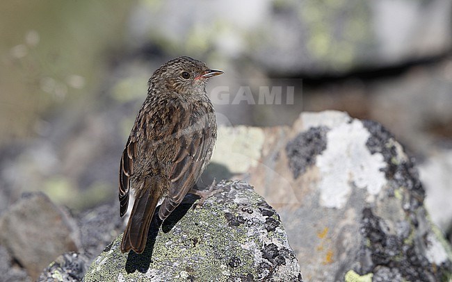 Iberian Dunnock (Prunella modularis mabbotti) juvenile perched at a rock in the Cantabrian Mountains, Castillia y Leon, Spain stock-image by Agami/Helge Sorensen,