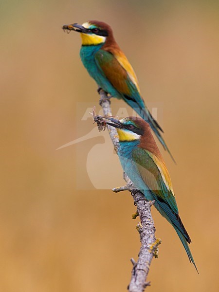 Bijeneters met prooi, European Bee-eaters with prey stock-image by Agami/Daniele Occhiato,