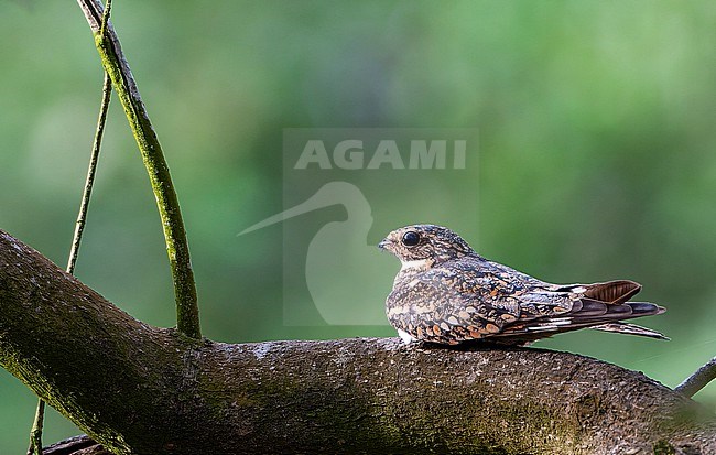 Lesser Nighthawk (Chordeiles acutipennis) resting on a log along the Caribbean coast of Colombia. stock-image by Agami/Marc Guyt,
