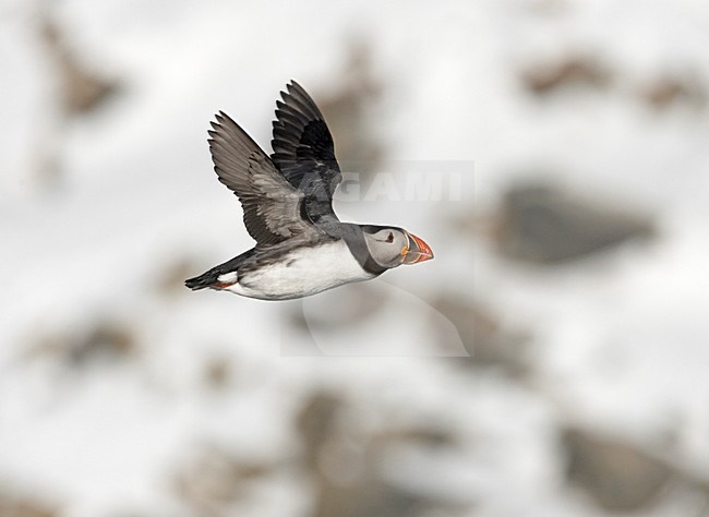 Papegaaiduiker vliegend ; Atlantic Puffin flying stock-image by Agami/Jari Peltomäki,