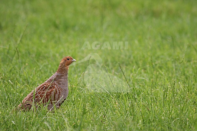 Patrijs op gras; Grey Partridge on grass stock-image by Agami/Kristin Wilmers,