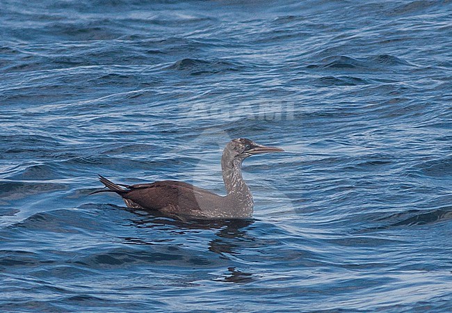 Juvenile Cape Gannet, Morus capensis, at sea off South Africa. stock-image by Agami/Steve Howell,