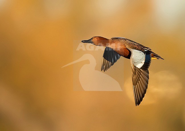 Adult male Cinnamon Teal, Spatula cyanoptera
Orange Co., CA stock-image by Agami/Brian E Small,