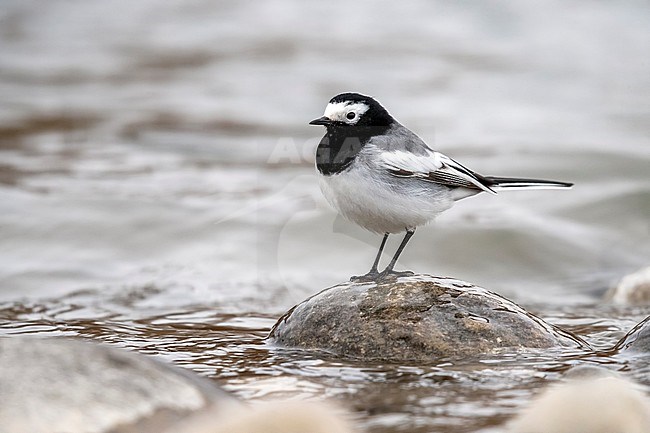 Masked Wagtail sitting on a rock of the Indus River, Leh, Ladakh, India. February 2017. stock-image by Agami/Vincent Legrand,