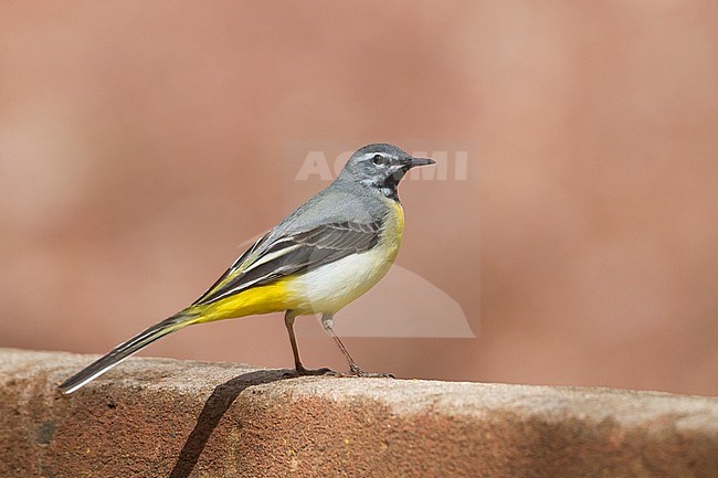 Adult male Grey Wagtail (Motacilla cinerea ssp. cinerea) perched on the ground in Morocco. stock-image by Agami/Ralph Martin,