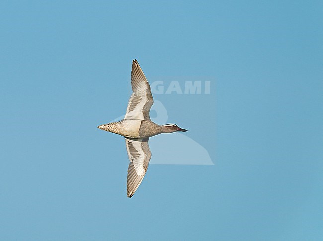 Adult male Garganey (Spatula querquedula) flying, migrating in blue sky showing underside and fully spread underwings perfectly stock-image by Agami/Ran Schols,