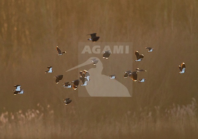 Kievit, Northern Lapwing, Vanellus vanellus stock-image by Agami/Menno van Duijn,