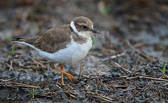 Wintering Little Ringed Plover (Charadrius dubius) in Kagoshima, Japan. stock-image by Agami/Ian Davies,