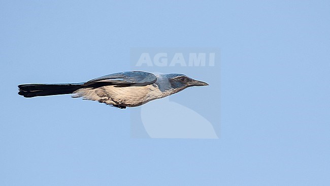 Island Scrub-Jay (Aphelocoma insularis) adult in flight stock-image by Agami/Ian Davies,