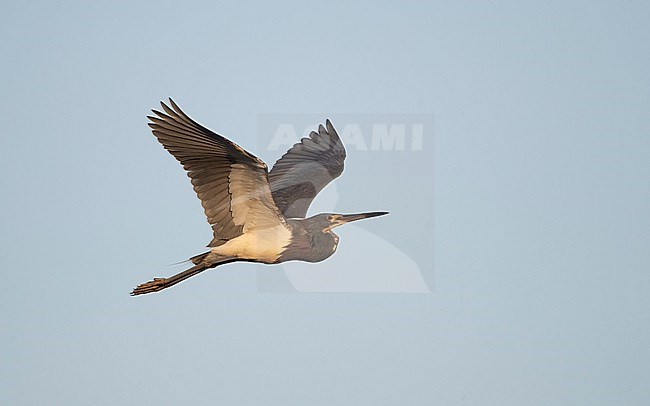 Tricolored Heron (Egretta tricolor ruficollis), adult in flight at Stick Marsh, Florida, USA stock-image by Agami/Helge Sorensen,