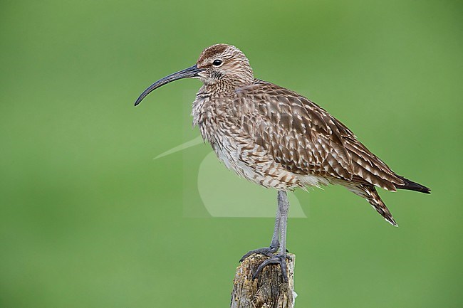 Eurasian Whimbrel (Numenius phaeopus islandicus), adult standing on a post stock-image by Agami/Saverio Gatto,