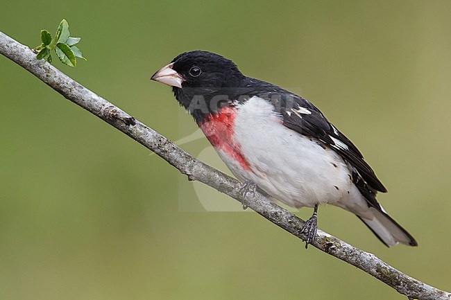 Adult male
Galveston Co., TX
April 2013 stock-image by Agami/Brian E Small,