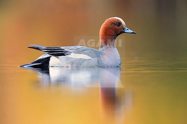 Eurasian Wigeon (Anas penelope), adult male swimming in a lake, Virkkula, Northern Ostrobothnia, Finland stock-image by Agami/Saverio Gatto,