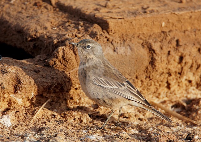 Waterpieper in zomerkleed; Water Pipit in winter plumage stock-image by Agami/Markus Varesvuo,