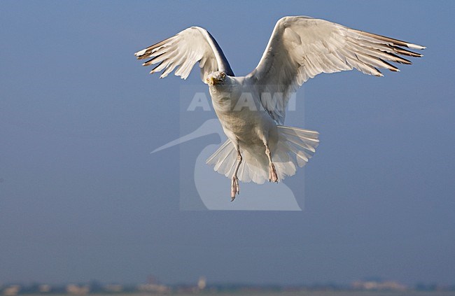 Zilvermeeuw in vlucht, Herring Gull in flight stock-image by Agami/Wil Leurs,