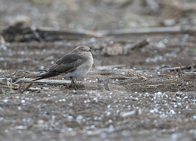 Black-winged Pratincole (Glareola nordmanni) moulting into first winter on a dry agricultural field. Oss, Netherlands. The species is a vagrant to the Netherlands. stock-image by Agami/Karel Mauer,