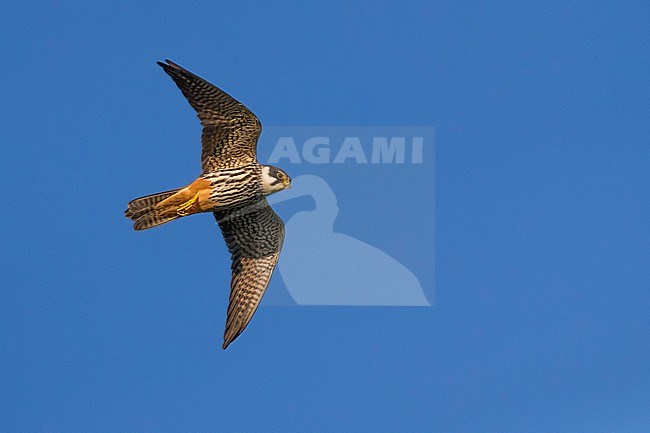 Northern Hobby; Falco subbuteo stock-image by Agami/Daniele Occhiato,