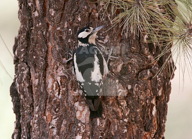 Canarische Bonte Specht zittend tegen boomstam; Canary Islands Woodpecker perched against tree trunc stock-image by Agami/Menno van Duijn,