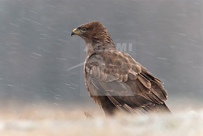 buizerd, Common Buzzard stock-image by Agami/Bence Mate,