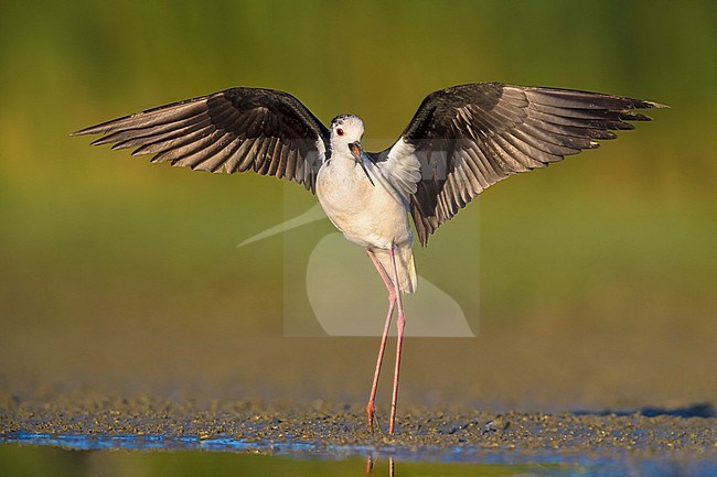 Black-winged Stilt; Himantopus himantopus stock-image by Agami/Daniele Occhiato,