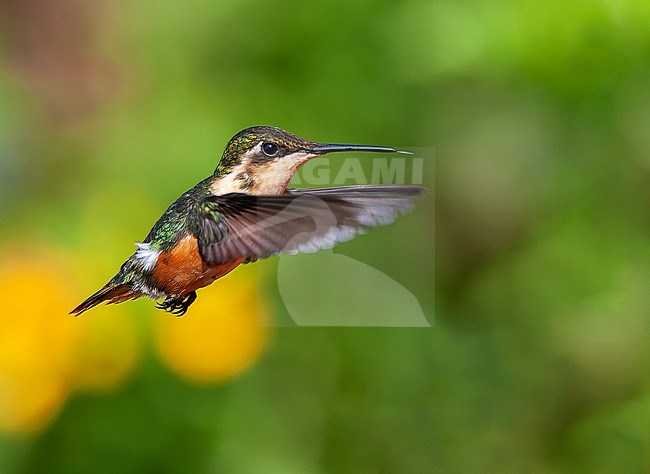 Santa Marta woodstar (Chaetocercus astreans), an endemic hummingbird from Colombia. stock-image by Agami/Marc Guyt,