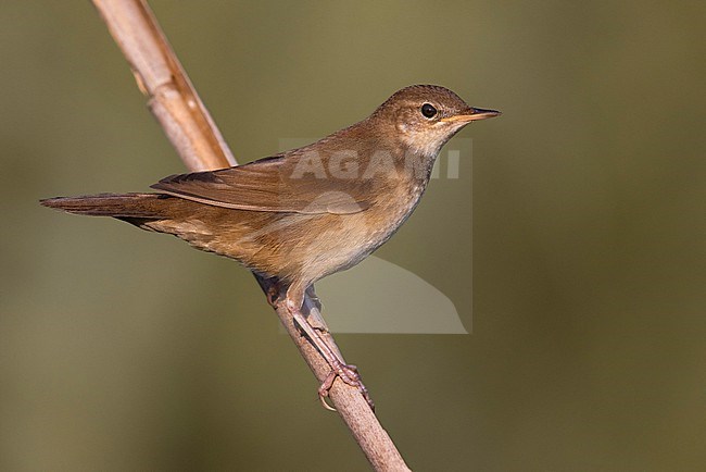 Savi's Warbler (Locustella luscinioides) in Italy. stock-image by Agami/Daniele Occhiato,