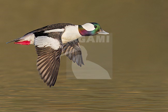 Adult male Bufflehead (Bucephala albeola) flying near Victoria, BC, Canada. stock-image by Agami/Glenn Bartley,