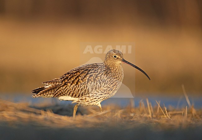 Eurasian Curlew standing; Wulp staand stock-image by Agami/Markus Varesvuo,