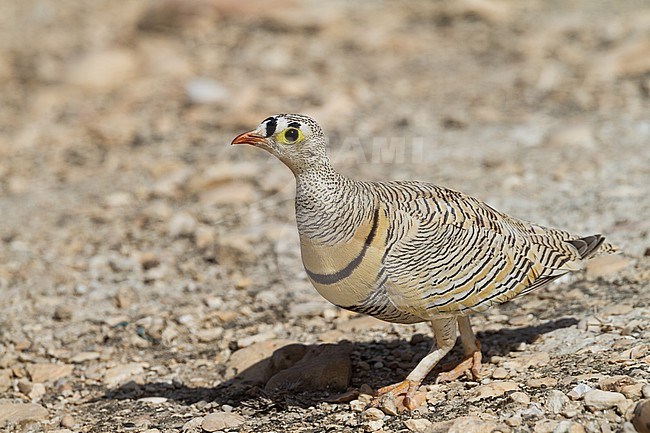 Lichtensteins Zandhoen; Lichtenstein's Sandgrouse (Pterocles lichtensteinii) stock-image by Agami/Ralph Martin,