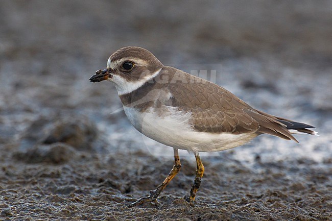 Amerikaanse Bontbekplevier; Semipalmated Plover; Charadrius semipalmatus stock-image by Agami/Daniele Occhiato,