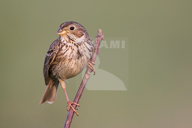 Corn Bunting - Grauammer - Miliaria calandra ssp. calandra, Hungary, adult stock-image by Agami/Ralph Martin,