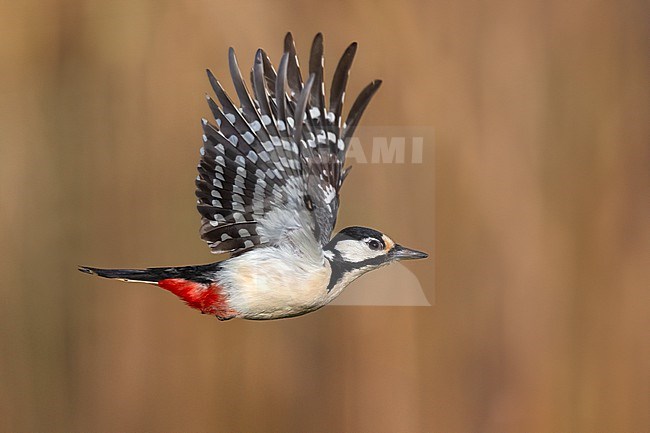 Great Spotted Woodpecker (Dendrocopos major) stock-image by Agami/Daniele Occhiato,