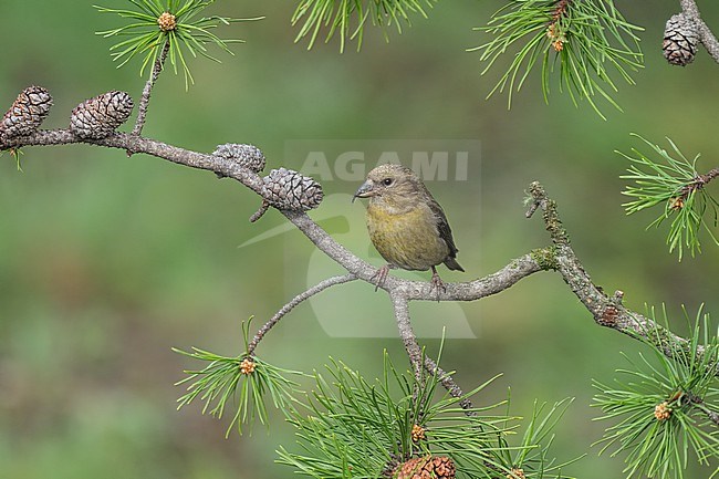 Adult female
Jefferson Co., CO
June 2023 stock-image by Agami/Brian E Small,