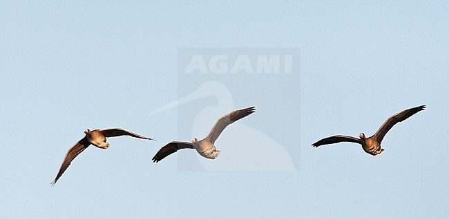 Overwinterende groep Kolganzen; Wintering flock of White-fronted Geese (Anser albifrons) on Texel, Netherlands. stock-image by Agami/Marc Guyt,