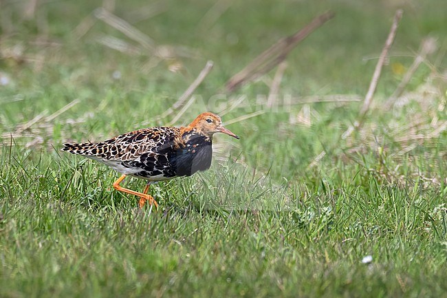 A male Ruff is seen standing in lush green grassy field on the island of Texel. stock-image by Agami/Jacob Garvelink,