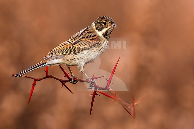 Common Reed Bunting (Emberiza schoeniclus) in Italy. stock-image by Agami/Daniele Occhiato,